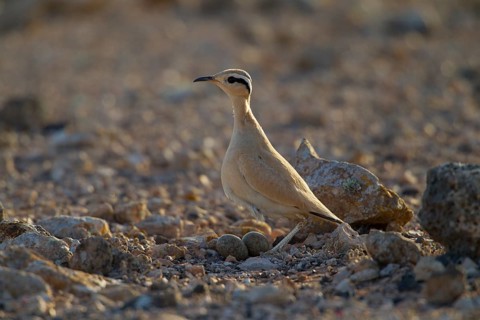 Cream-coloured courser,