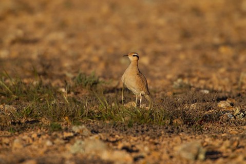 Cream-coloured courser,