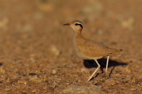 Cream-coloured courser,