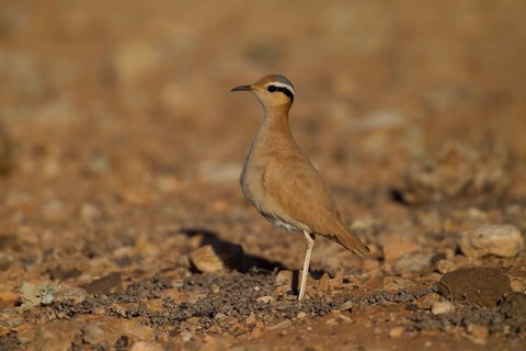 Cream-coloured courser,