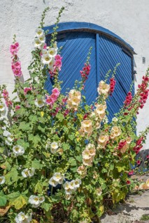Hollyhocks,