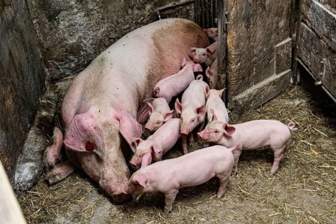 Species-appropriate husbandry, pig with piglets