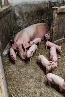Species-appropriate husbandry, pig with piglets