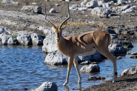 Black-faced impala,