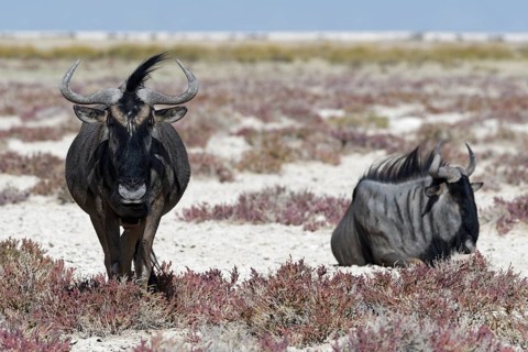Blue wildebeests,