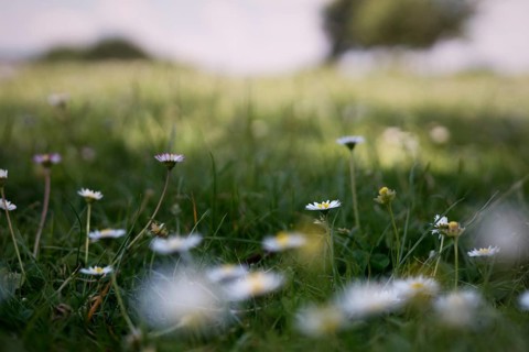 Flower meadow with daisies, Rheinaue