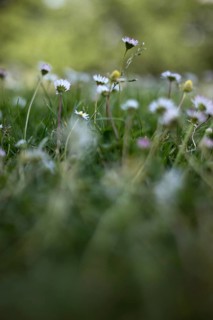 Flower meadow with daisies, Rheinaue