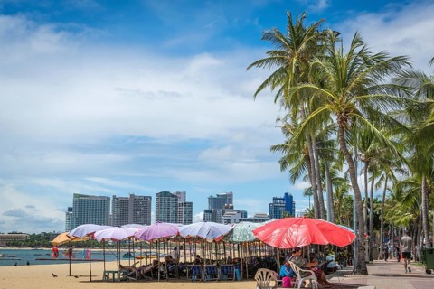 Palm trees,