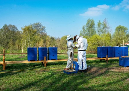 Beekeepers in protective suits inspect honey bee combs, Berlin-Pankow