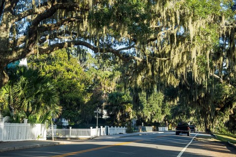 Oak tree alley in Beaufort, South Carolina