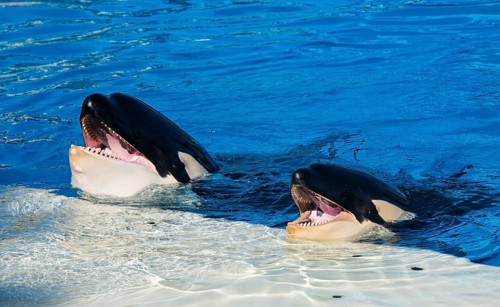 Orca show in Seaworld aquarium, San Diego