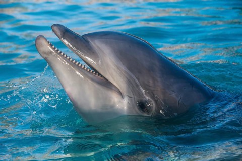Dolphin show in the Seaworld aquarium, San Diego