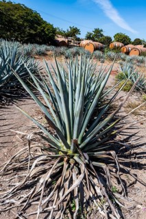 Hotel rooms in the form of a Tequila barrel in an blue agave field, Tequila Factory La Cofradia