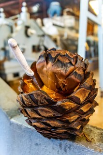 Burned blue Agave, Tequila Factory La Cofradia