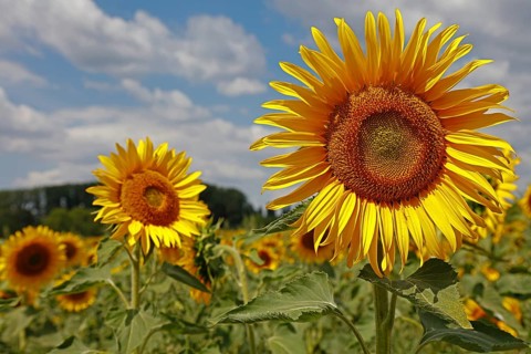 Sunflowers, Dieburg