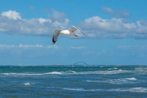 Flying european herring gull,