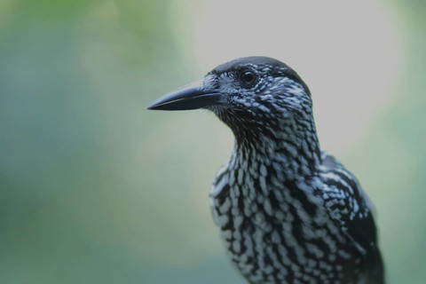 Spotted nutcracker,