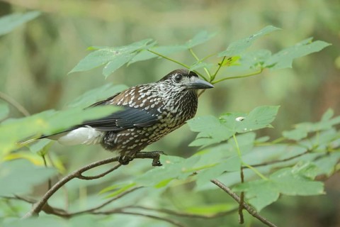 Spotted nutcracker,