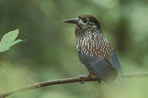Spotted nutcracker,