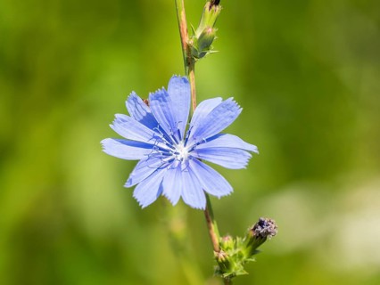 Common chicory,