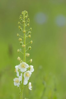 White purple mullein,