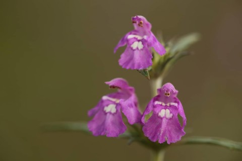 Three little angels flower figures on the galeopsis ladanum var. angustifolia,