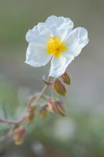 White rock-rose,