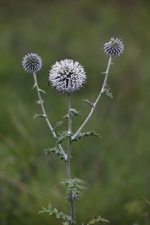 Great globe thistle,