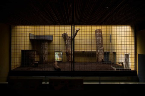 Predator cage, lion cage
