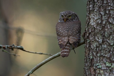 Pygmy owl,