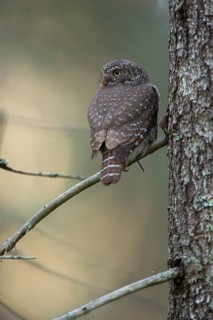 Pygmy owl,