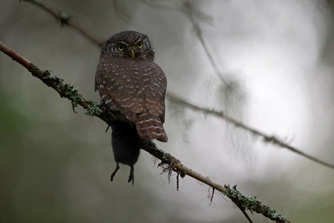 Pygmy Owl,