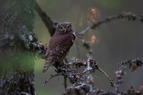 Pygmy owl,