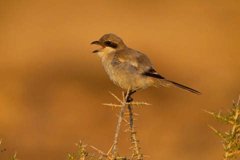 Great Grey Shrike,