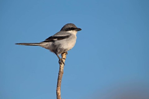 Great Grey Shrike,