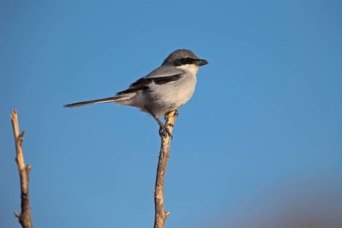 Great Grey Shrike,