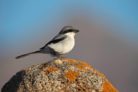 Great Grey Shrike,