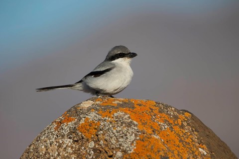 Great Grey Shrike,