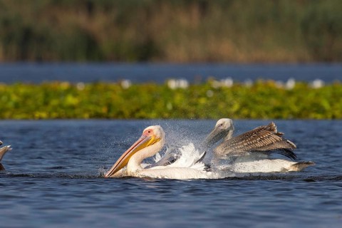 Great white pelican,