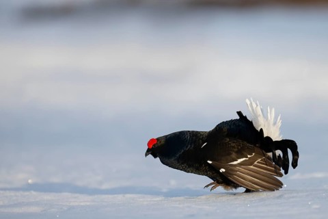 Black grouse, Hamra National Park