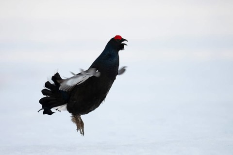 Black grouse, Hamra National Park