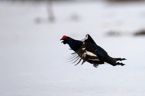 Black grouse, Hamra National Park
