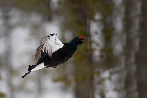 Black Grouse, Black Grouse