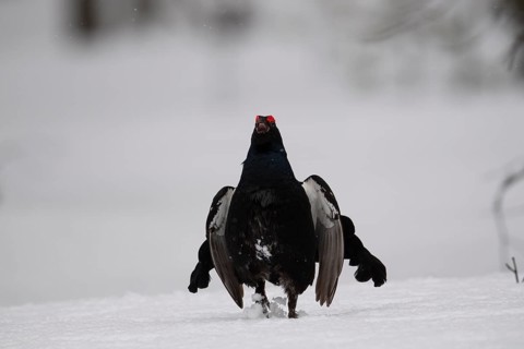Black Grouse, Black Grouse