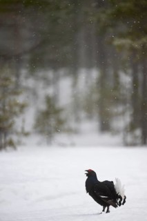 Black Grouse, Black Grouse