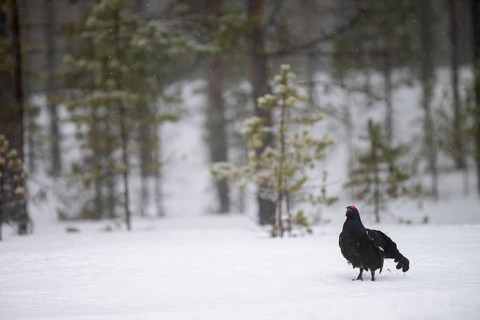 Black Grouse, Black Grouse