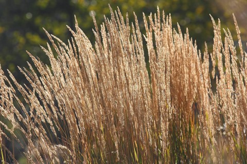 Small reeds,