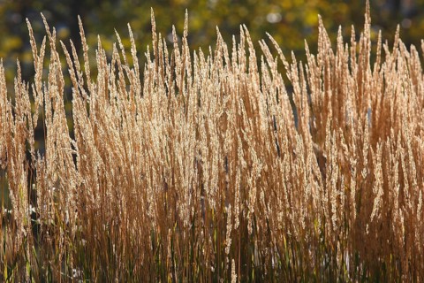 Small reeds,