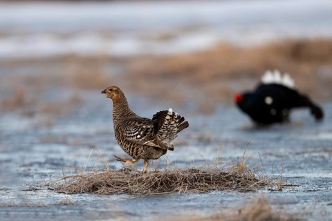 Black Grouse, Black Grouse