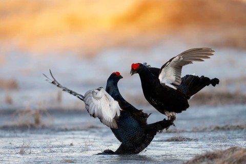 Black Grouse, Black Grouse